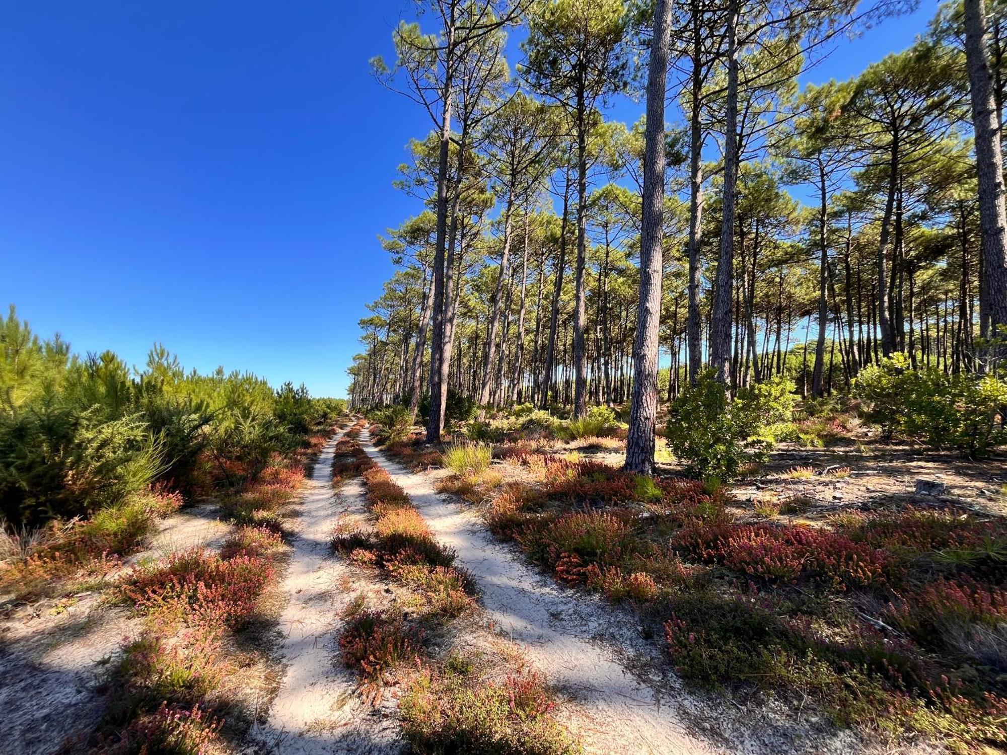 La Bergerie Des Landes Villa Lit-et-Mixe Dış mekan fotoğraf